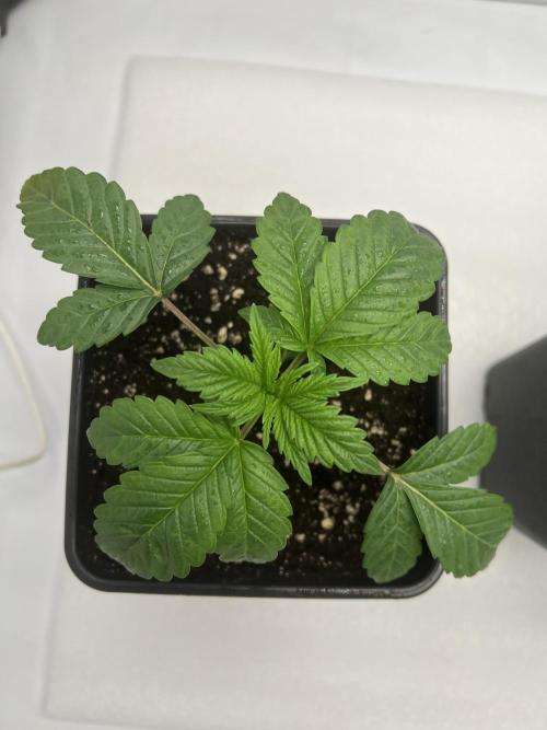 Terpfest w In-house Genetics & co. Week 2 - Cherry Fritter 