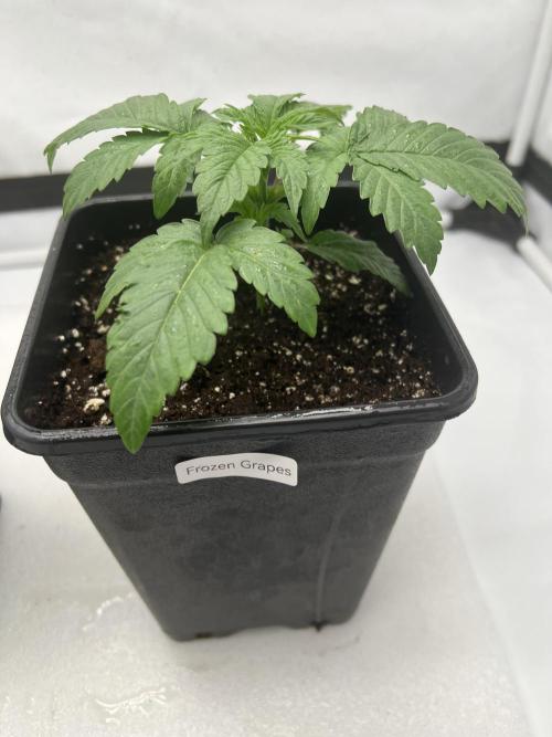 Terpfest w In-house Genetics & co. Week 2 - Frozen Grapes 