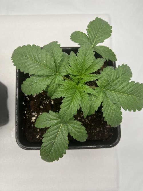 Terpfest w In-house Genetics & co. Week 2 - Frozen Grapes 