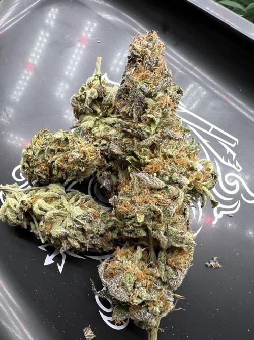 Mixed Grow w Barneys & Dutch Passion. Week 16