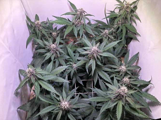 Tropicana Cookies Auto. Week 7