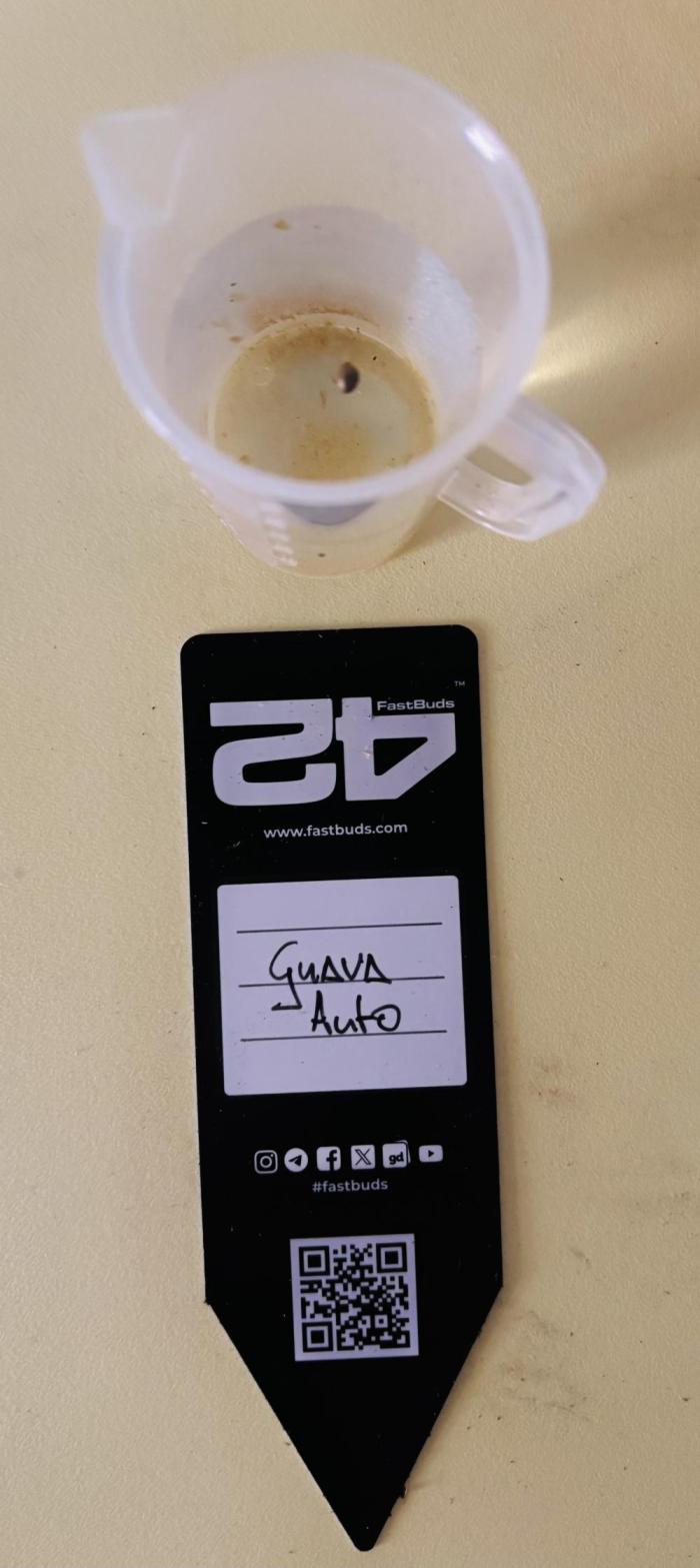 Guava Auto - Mini Grow. Week 0 - Soaking..