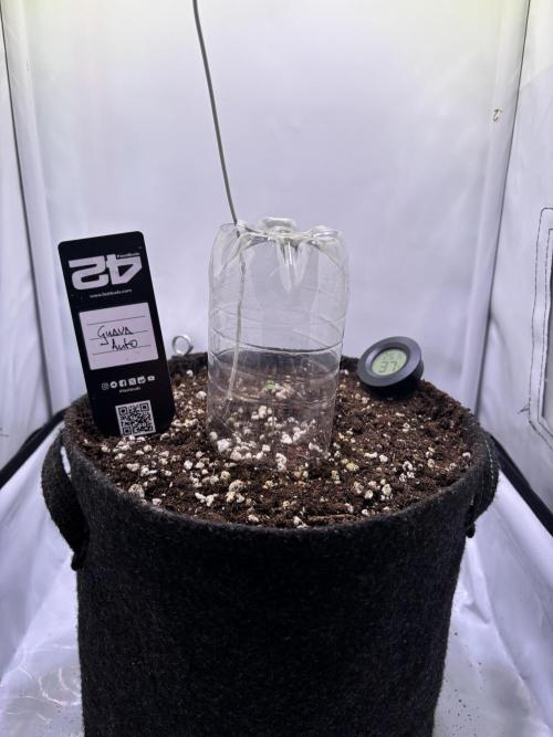 Guava Auto - Mini Grow. Week 1