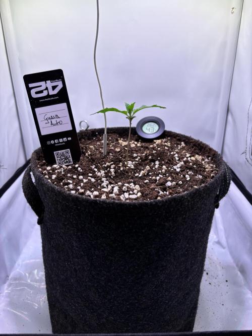 Guava Auto - Mini Grow. Week 2 - 08.12