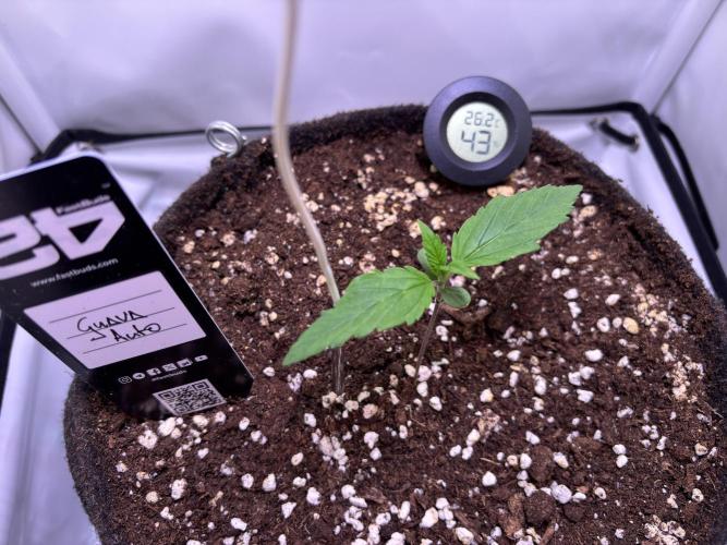 Guava Auto - Mini Grow. Week 2 - 08.12