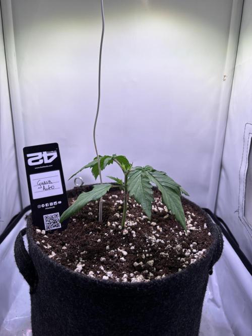 Guava Auto - Mini Grow. Week 3 - 15.12