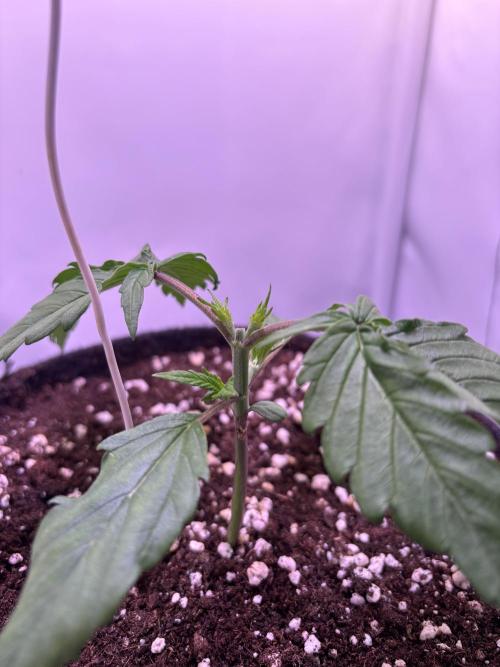 Guava Auto - Mini Grow. Week 3