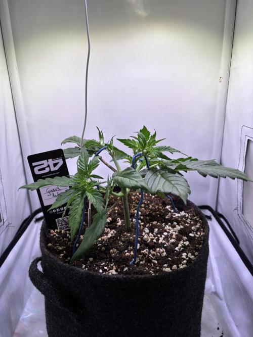 Guava Auto - Mini Grow. Week 4 - 22.12