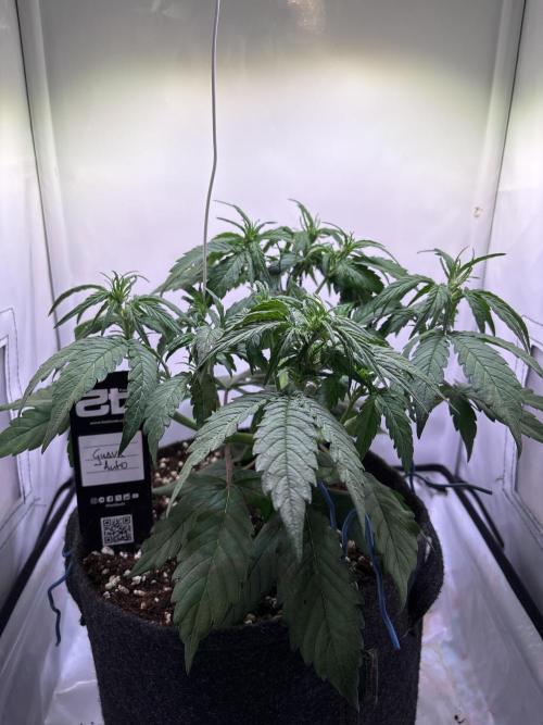 Guava Auto - Mini Grow. Week 5 - 29.12