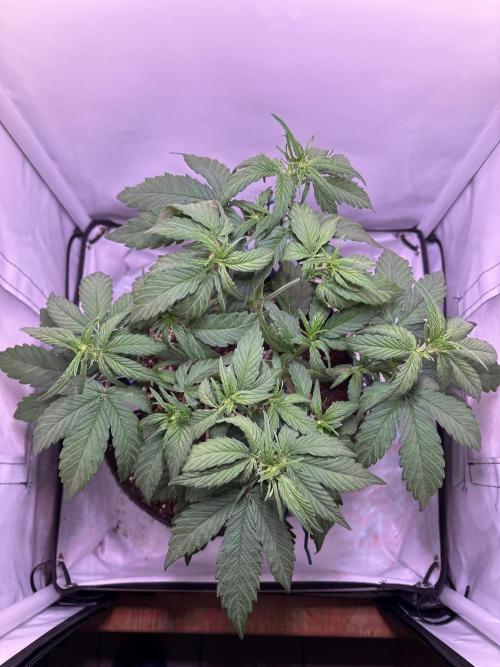 Guava Auto - Mini Grow. Week 5