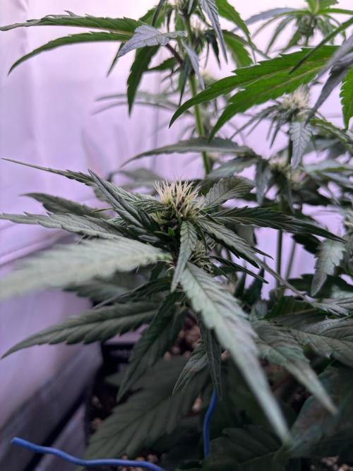 Guava Auto - Mini Grow. Week 6 - 05.01