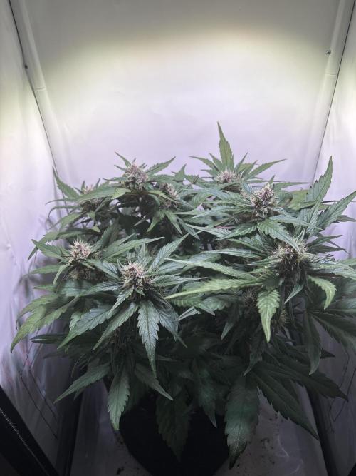 Guava Auto - Mini Grow. Week 8