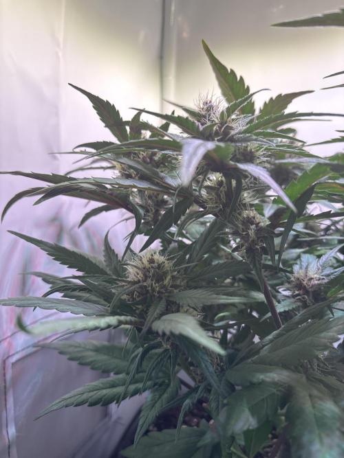 Guava Auto - Mini Grow. Week 8