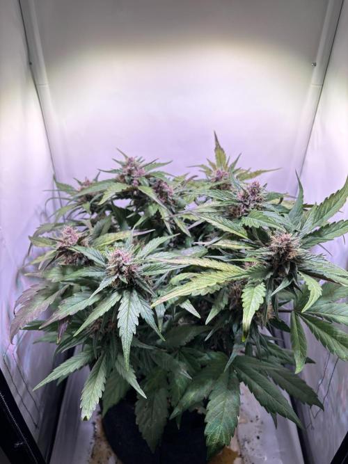 Guava Auto - Mini Grow. Week 9