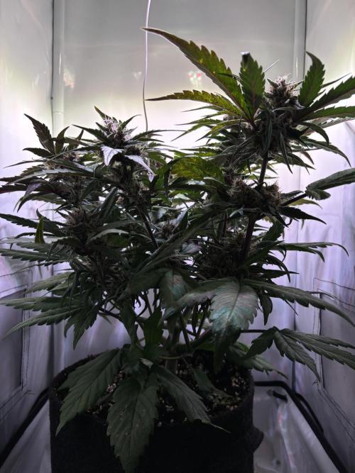 Guava Auto - Mini Grow. Week 9