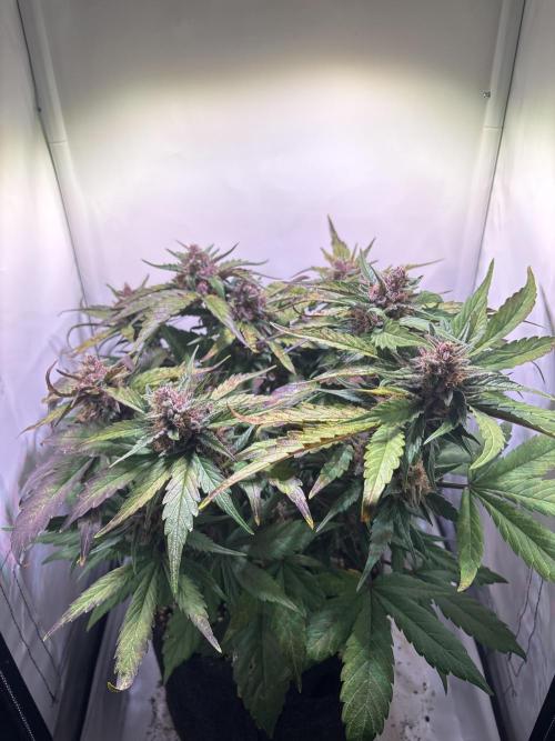 Guava Auto - Mini Grow. Week 10