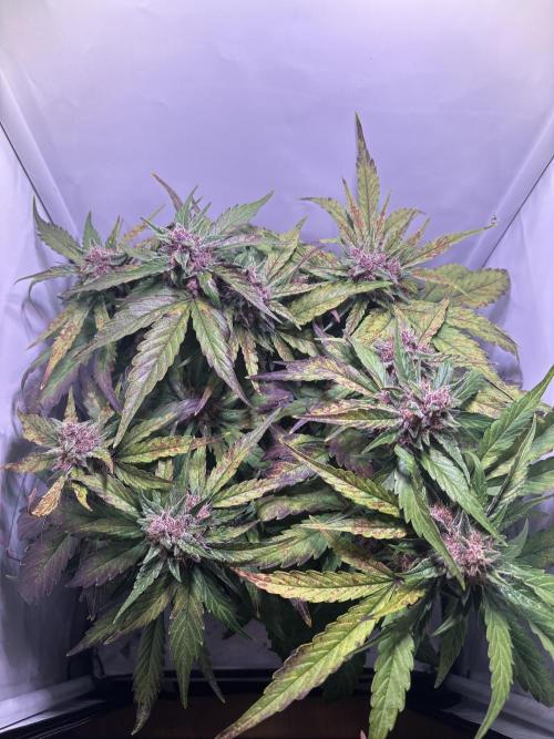 Guava Auto - Mini Grow. Week 10