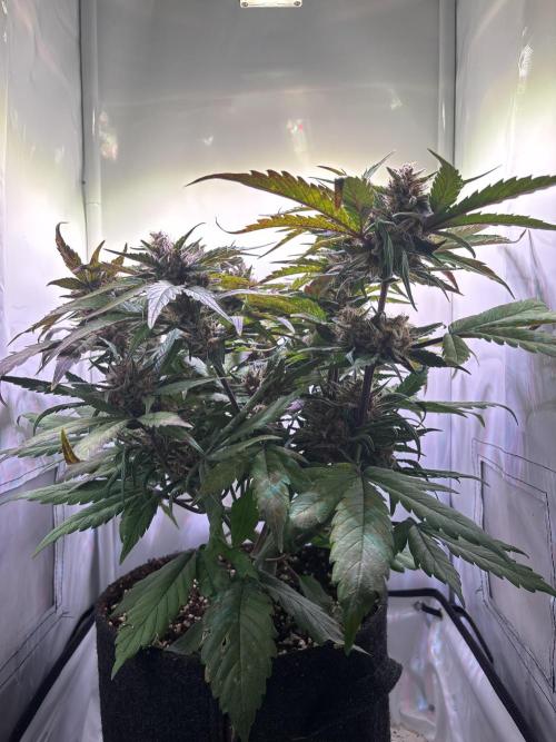 Guava Auto - Mini Grow. Week 10