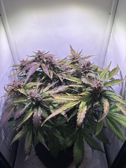 Guava Auto - Mini Grow. Week 11