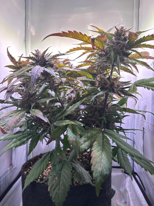 Guava Auto - Mini Grow. Week 11