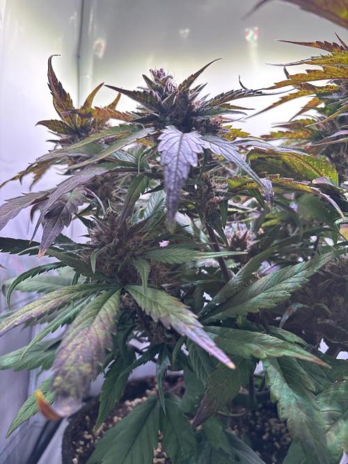 Guava Auto - Mini Grow. Week 11