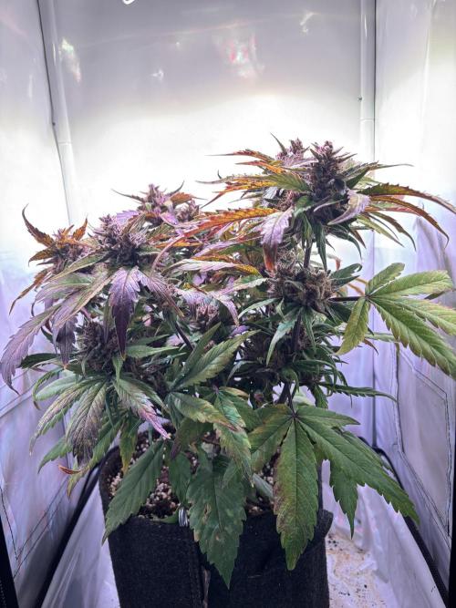 Guava Auto - Mini Grow. Week 12