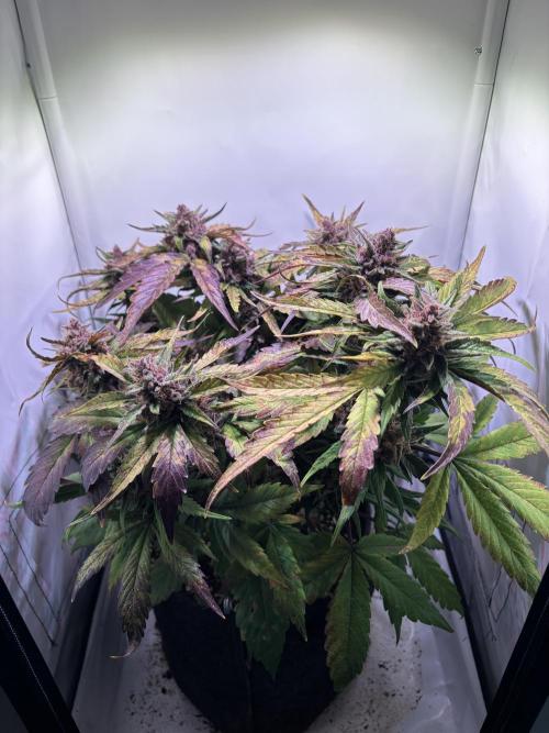 Guava Auto - Mini Grow. Week 12