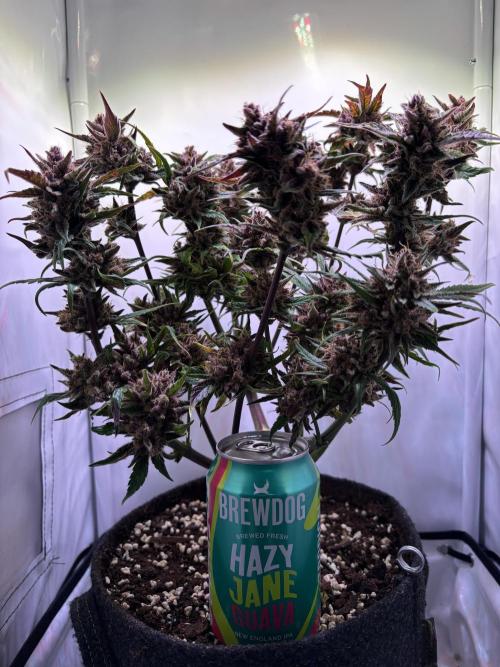 Guava Auto - Mini Grow. Week 13