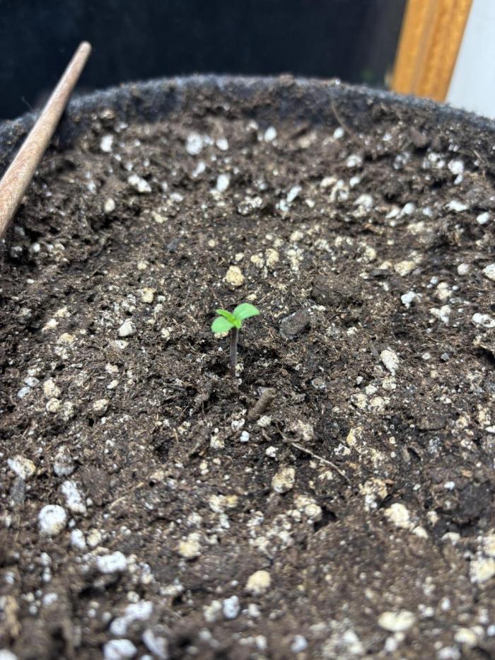 Tropicana Cookies Auto. Week 1