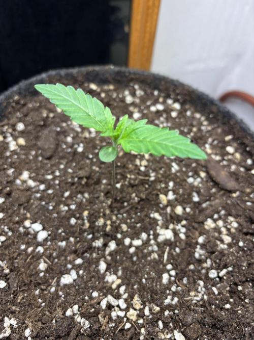 Tropicana Cookies Auto. Week 2