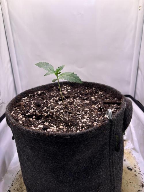 Tropicana Cookies Auto. Week 2