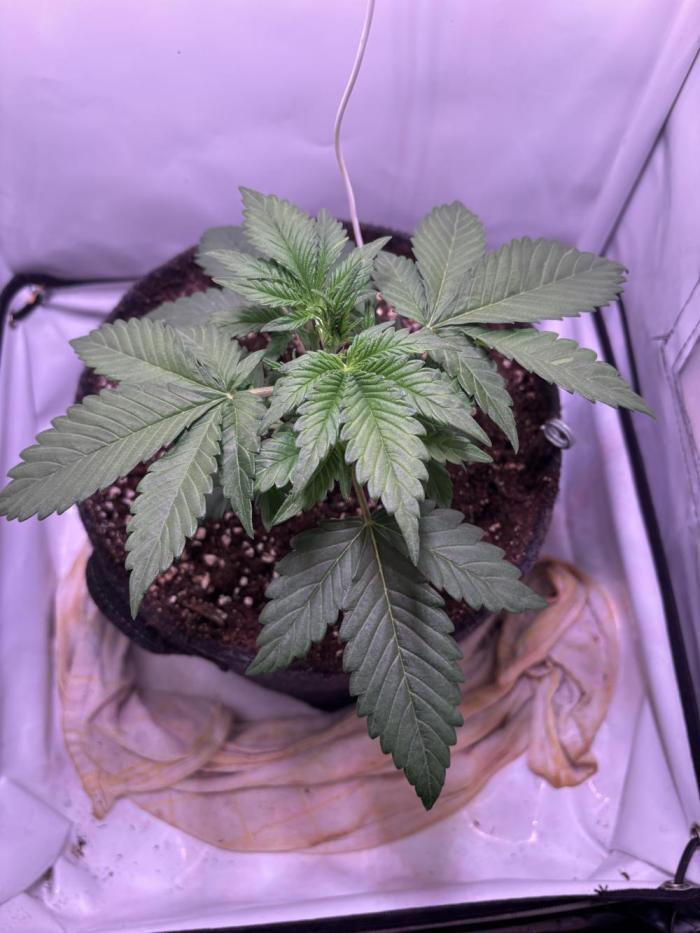 Tropicana Cookies Auto. Week 3