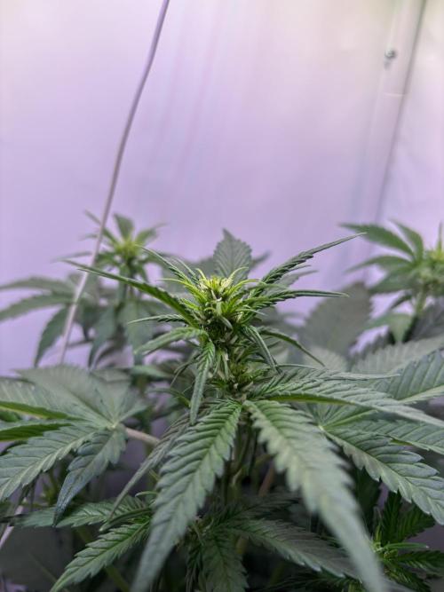Tropicana Cookies Auto. Week 5
