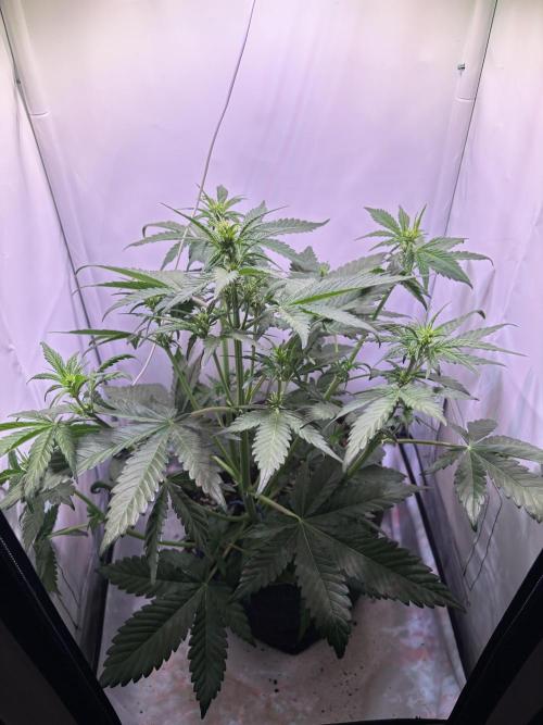 Tropicana Cookies Auto. Week 5