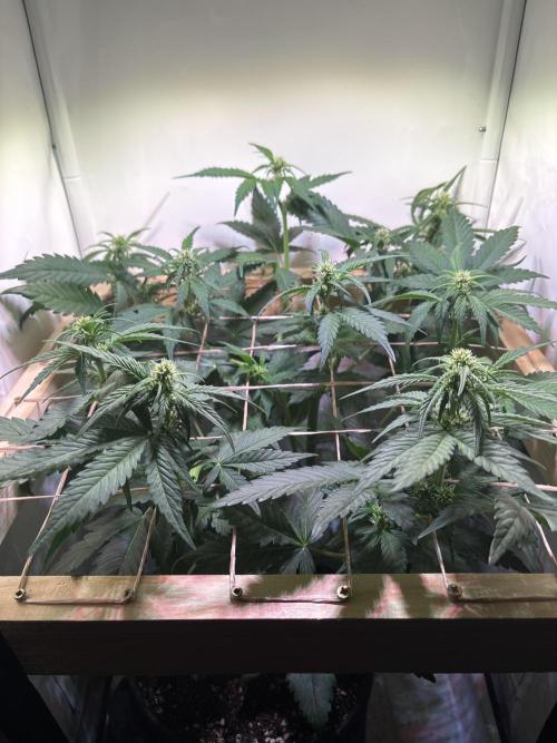 Tropicana Cookies Auto. Week 6