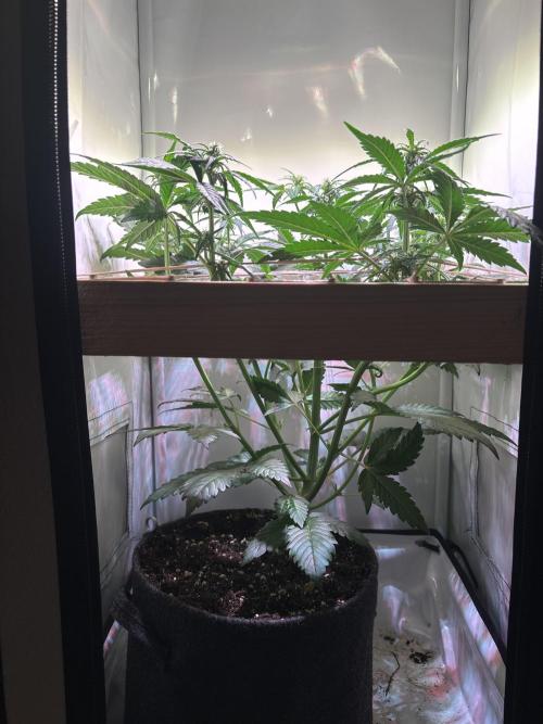 Tropicana Cookies Auto. Week 6