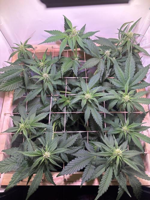 Tropicana Cookies Auto. Week 6