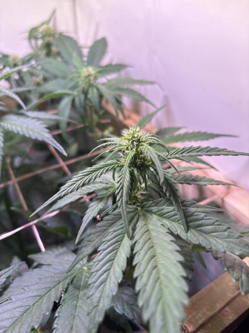 Tropicana Cookies Auto. Week 6