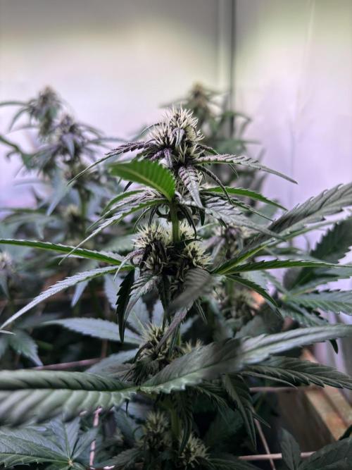 Tropicana Cookies Auto. Week 7