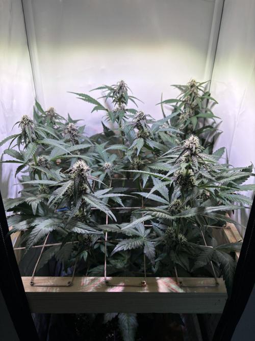 Tropicana Cookies Auto. Week 7