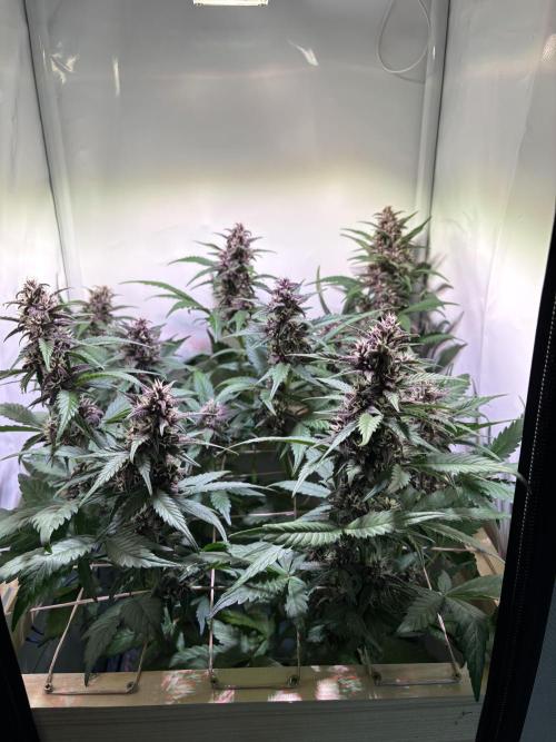 Tropicana Cookies Auto. Week 8