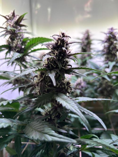 Tropicana Cookies Auto. Week 8