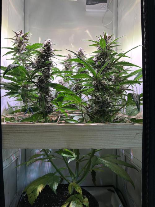 Tropicana Cookies Auto. Week 8