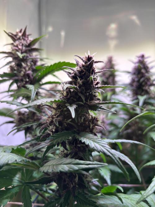 Tropicana Cookies Auto. Week 9