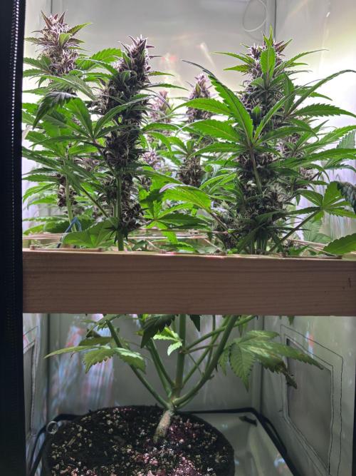 Tropicana Cookies Auto. Week 9