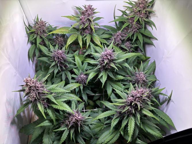 Tropicana Cookies Auto. Week 9