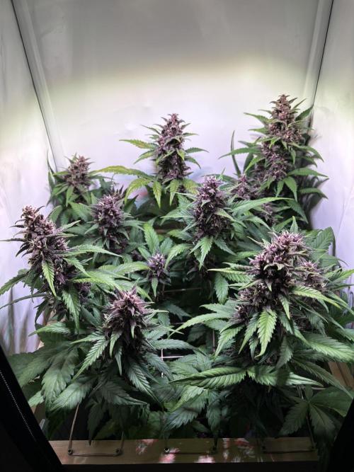 Tropicana Cookies Auto. Week 9