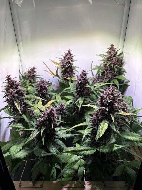 Tropicana Cookies Auto. Week 10