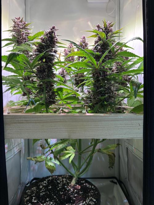 Tropicana Cookies Auto. Week 10