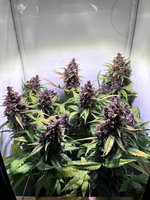 Tropicana Cookies Auto. Week 11
